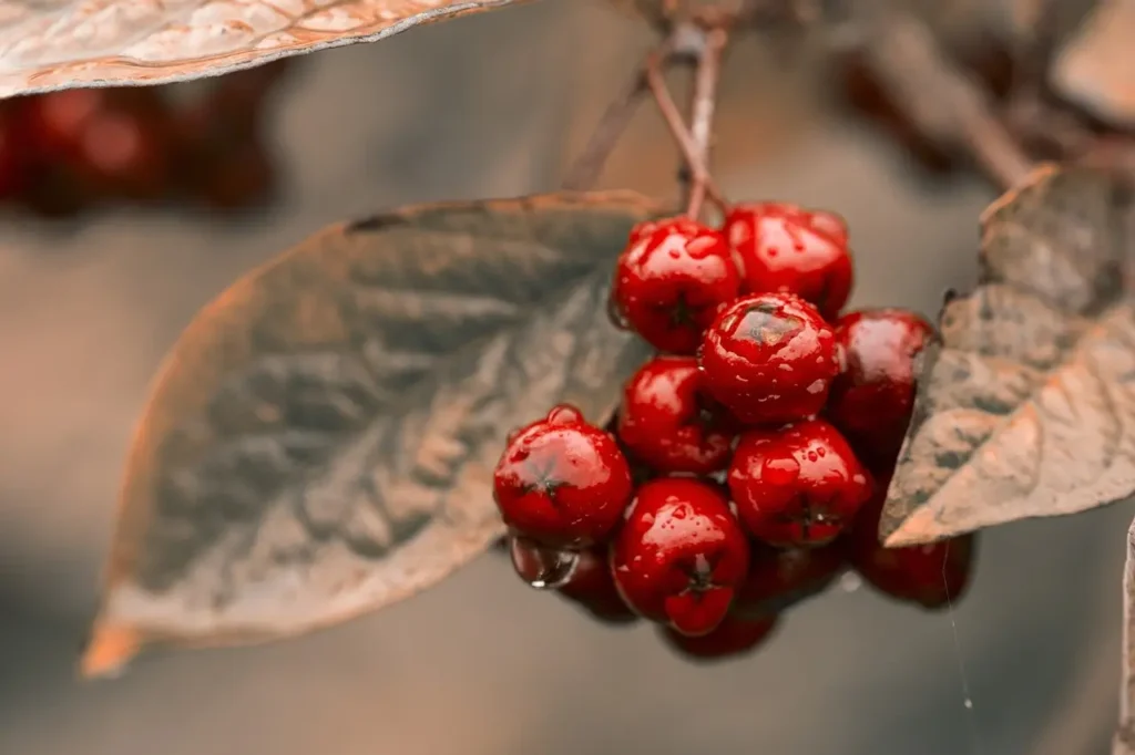 Ashwagandha Wirkung